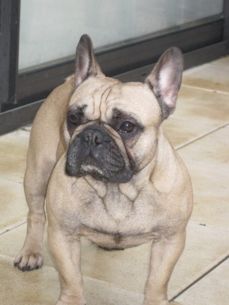 Chipie du domaine d'isatis
