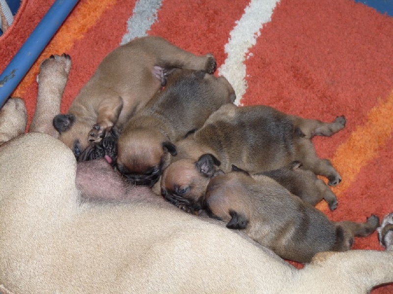 Chiot Bouledogue français du domaine d'isatis