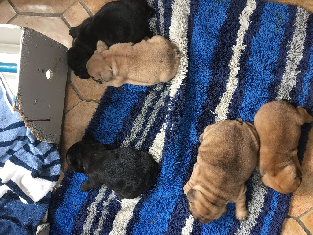 Chiot Bouledogue français du domaine d'isatis