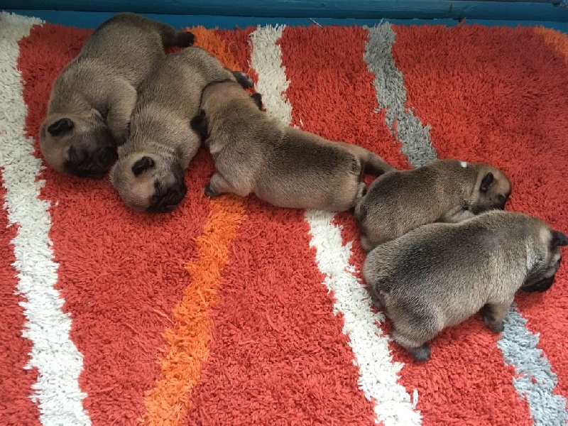 du domaine d'isatis - Chiots disponibles - Bouledogue français