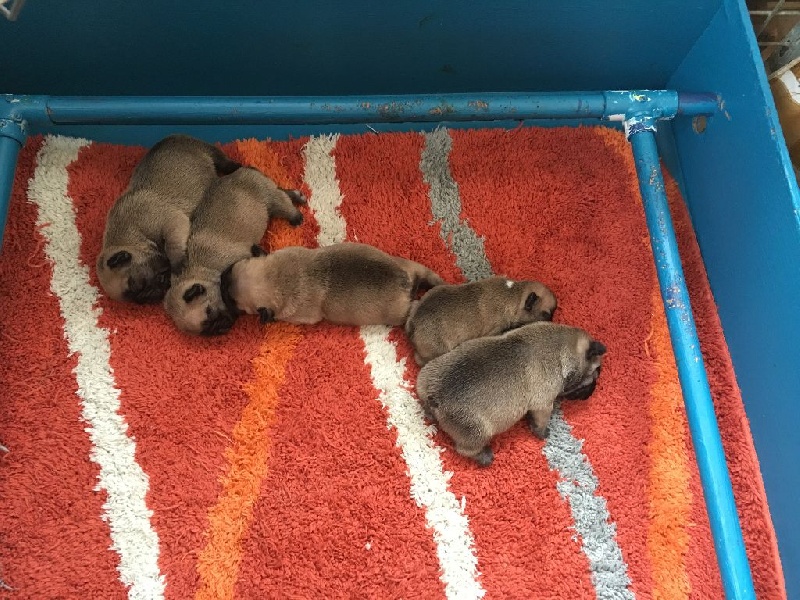 Chiot Bouledogue français du domaine d'isatis