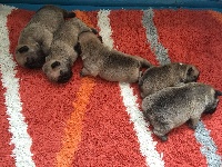 CHIOT