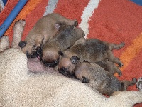CHIOT