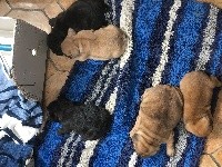 CHIOT