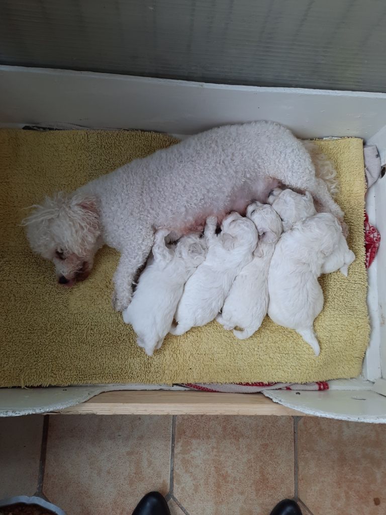 Chiot Bichon Frise du domaine d'isatis
